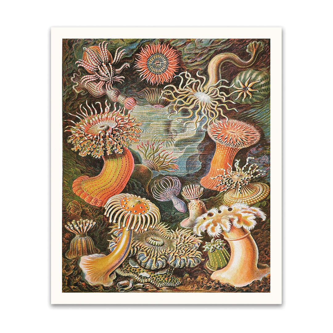 Anenomes Riso Print (10x12) (12196)