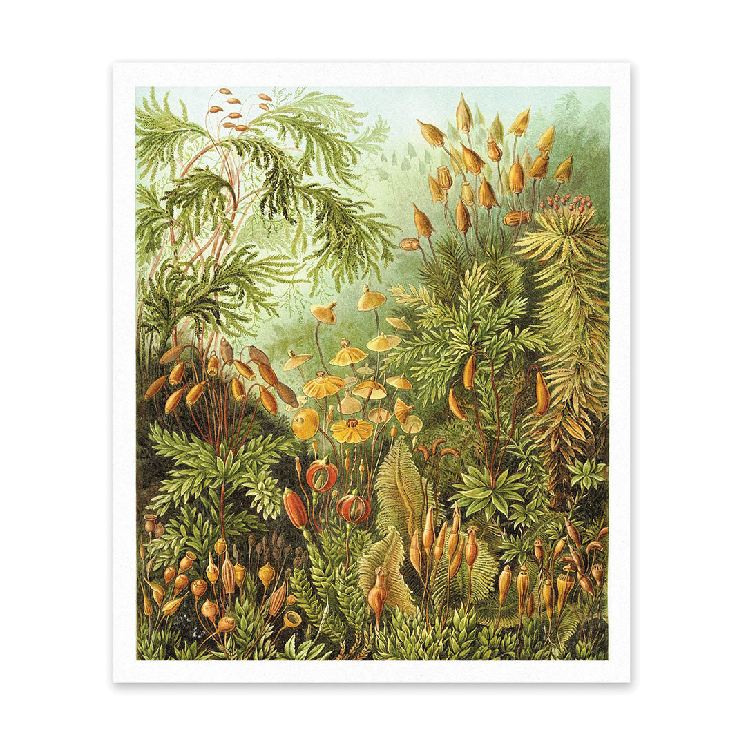Fungi Forest Riso Print (10x12) (12622)