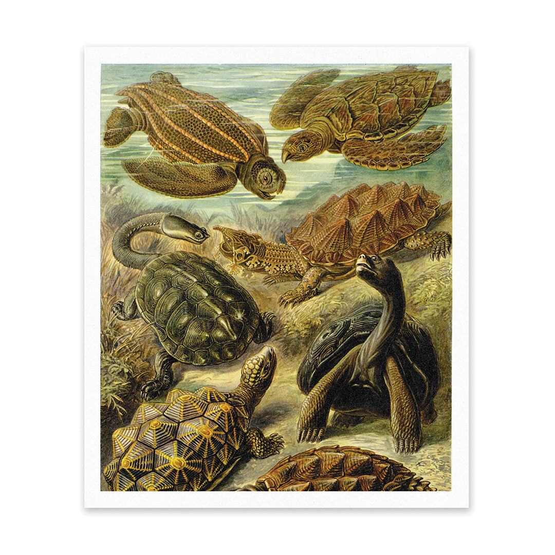 Turtles Under Water Riso Print (10x12) (12623)