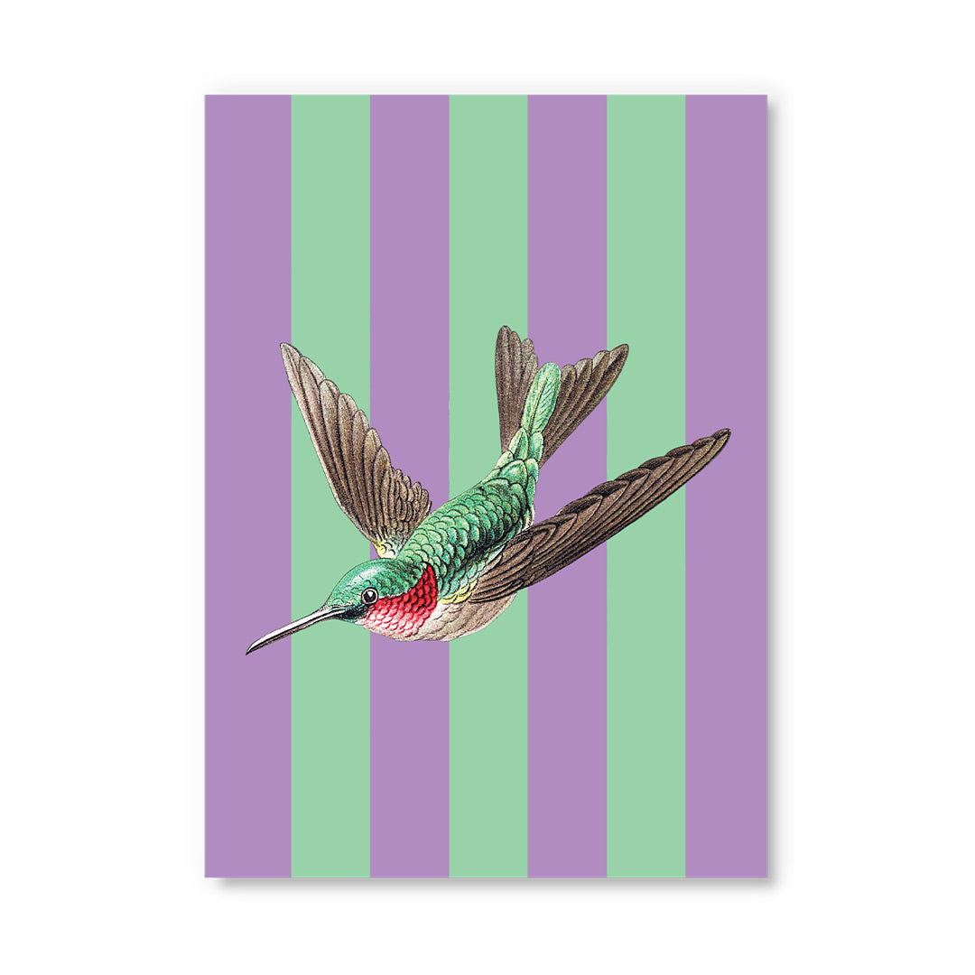 Striped Hummingbird Postcard (12336)