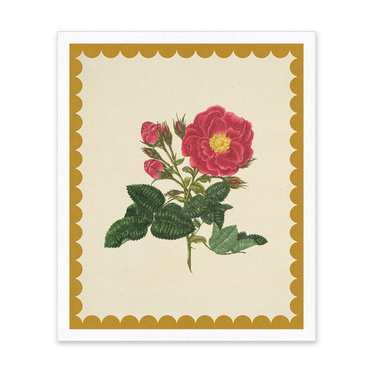 Drift Rose Riso Print (12x10)(12208)