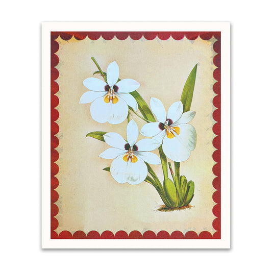 White Orchid Riso Print (12x10)(12212)