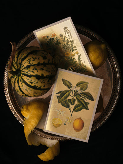 Fungi Collection Greeting Card (11993)