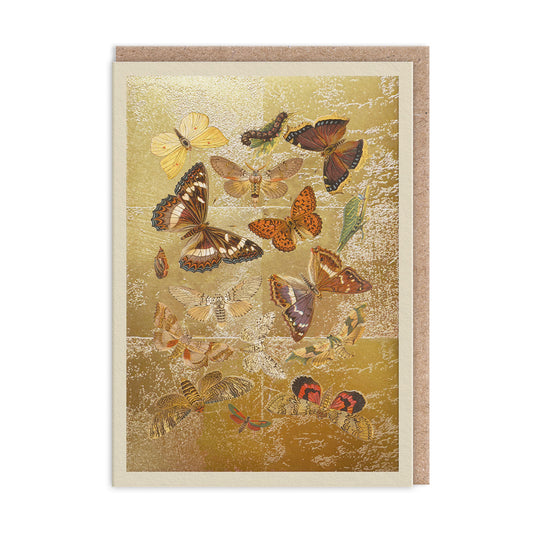 Lepidoptera Greeting Card (12004)