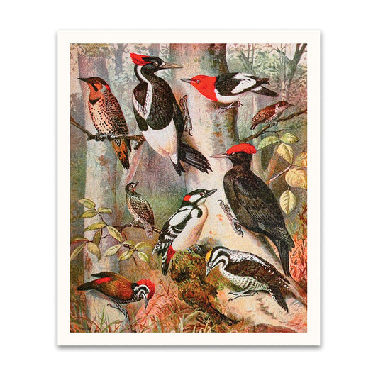 Forest Birds Riso Print (12x10)(12194)