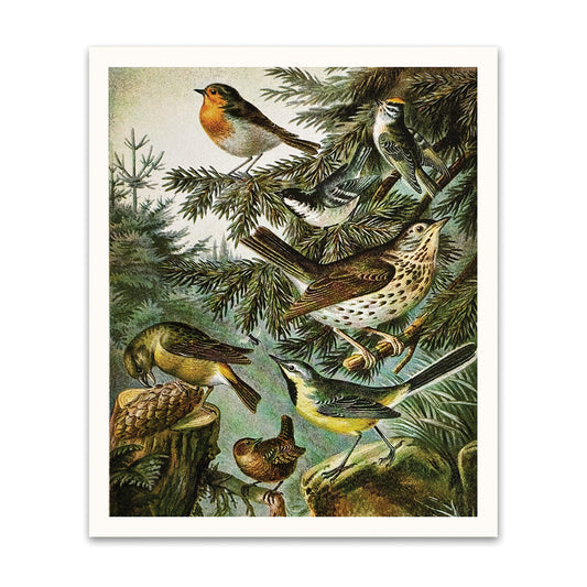 British Birds Riso Print (12x10)(12195)