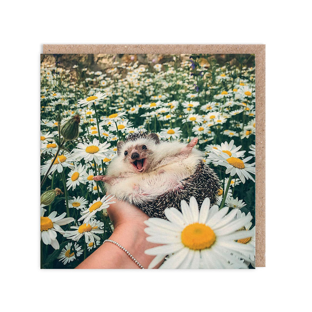 Hedgehog Daisy Field Greeting Card (3754)