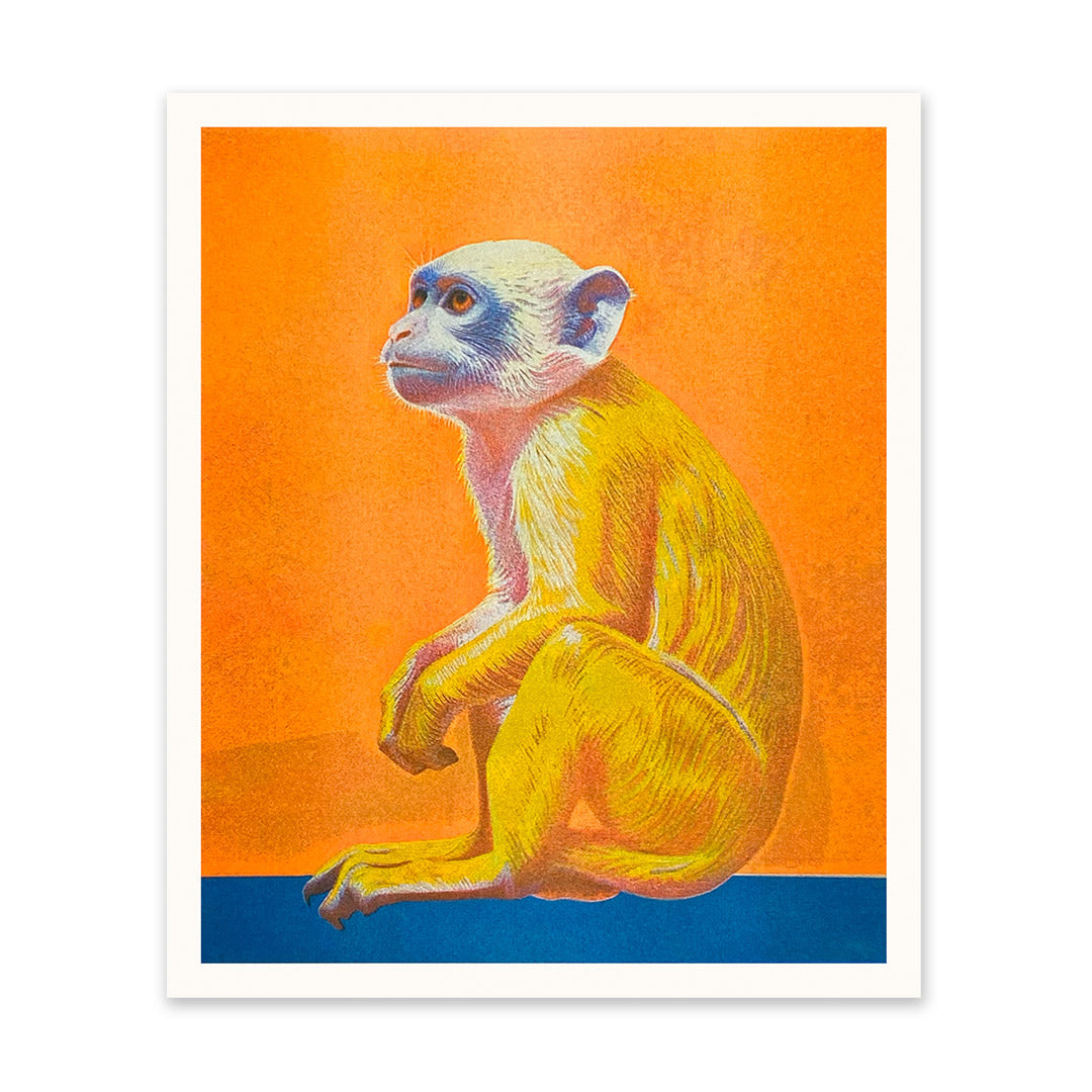 Capuchin Riso Print (12x10)(10986)