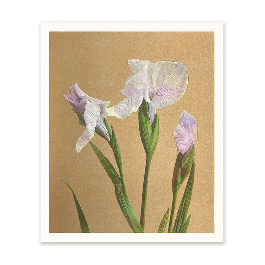 Vintage Iris Art Print (11410)