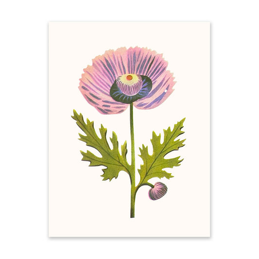 Purple Poppy 1 Art Print (10918)