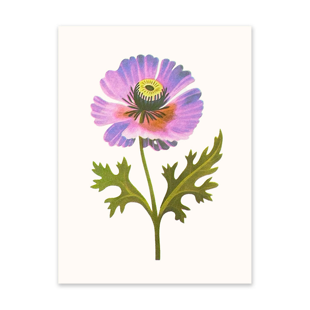 Purple Poppy 2 Riso Print (8x6)(10919)