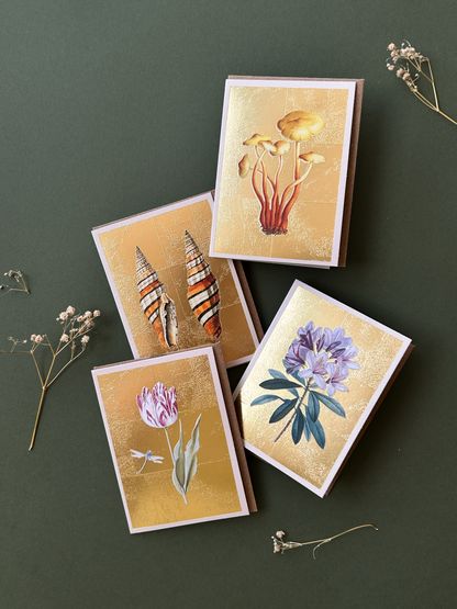 Shells Mini Greeting Card (14372)